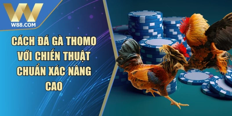 Cách Đá Gà Thomo