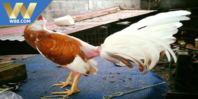 Cách nuôi chọi kê đúng cách giữ tinh thần ổn định